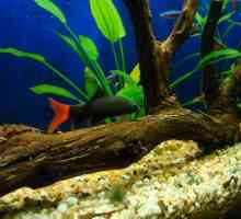 Labeo - рибен аквариум: съвместимост, развъждане, поддръжка и грижи