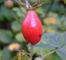 Лечебни свойства на корените на розовите хълбоци и тяхното приложение