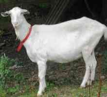 Лечение на мастит при кози. Как да се лекува мастит при коза