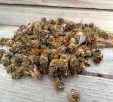 Лечение с пчелна супа: рецепти и обхват