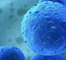 Лечение на стволови клетки: Характеристики и ефикасност