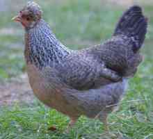 Legbary (порода пилета): описание, характеристики и характеристики на грижите