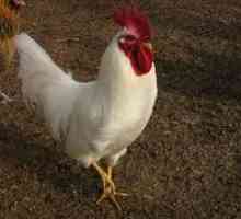 Leggorn (порода пилета): отзиви. Пилета с високо производство на яйца