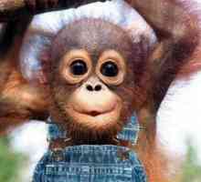 Лесни и сложни загадки за маймуната