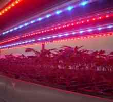 Лента LED за растенията - икономичен начин на осветление