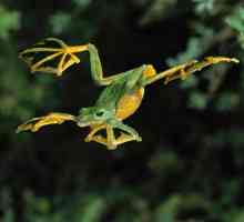 Flying Frog: описание, видове, съдържание в плен