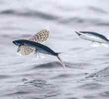 Летяща риба. Видове летяща риба. Колко струва сърна на летяща риба