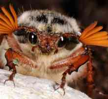 Ларва на майския бръмбар: снимка, описание, как да се бие