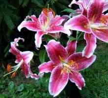 Лилии - засаждане и грижи за императорските цветя