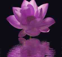 Purple lotus ("ВоВ"): къде да намерите какво е за нея