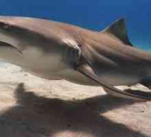 Лимон акула: описание, местообитания, условия за оцеляване