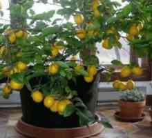 Лимоново дърво у дома: зимни грижи, болести, репродукция, снимка