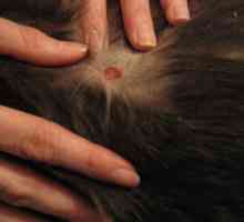 Трихофития в котка: симптоми и лечение