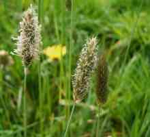 Замразена поляна: описание, употреба в медицината и декоративната градинарство