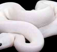 Списък на мечтата: бяла змия