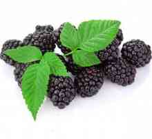Blackberry leaves: полезни свойства и противопоказания