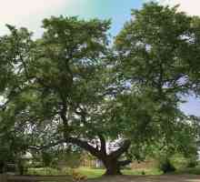 Широколистни дървета. Платани от вида Platanus orientalis
