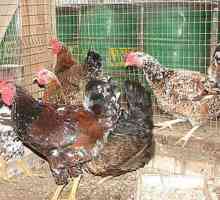 Livenskie пилета: описание на външния вид, характеристики, отличителни белези