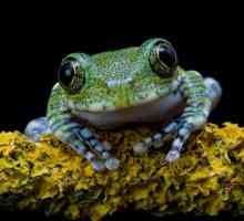 Дали жабата е животно или насекомо? Отделяне на анафилни земноводни
