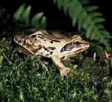 Жаба-остра жаба: характеристики на начина на живот и възпроизвеждане