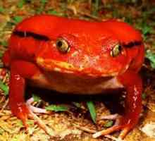 Доматна жаба: описание на необичайно земноводно