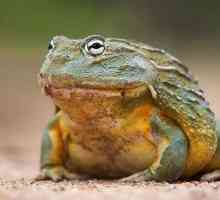 Frog aquifer: описание, местообитание, начин на живот, съдържание у дома