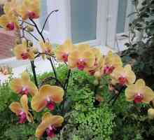 Любимият орхидея е избледнял - какво да правим по-нататък?