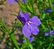 Lobelia erinus: описание, сортове, снимки, характеристики на засаждане и грижи