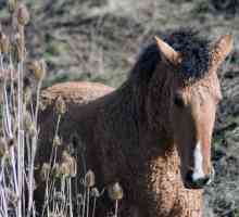 Баширски породи коне: описание, характеристики и снимки