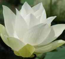 Lotus - цветето на обединението на мъжки и женски