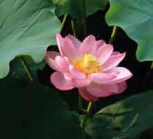 Lotus гайка: описание с снимка