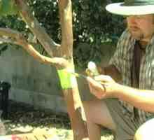 Седлови колани за ябълкови дървета и други градински дървета. Как да направите ловджийски колан и…