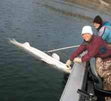 Sturgeon fishing: къде и какво да хванем. Връзки и начини за улавяне на стерлета