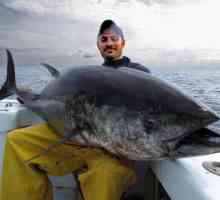 Риболов на риба тон: риболовни елементи на открито море