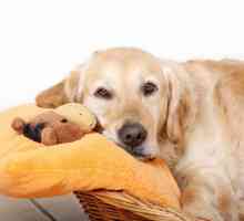 Фалшива бременност при кучета: симптоми, лечение и последици