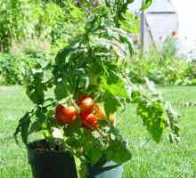 Най-добрите детерминанти сортове домати за оранжерии и открита земя