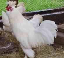 Най-добрите породи кокошки носачки с снимки и имена
