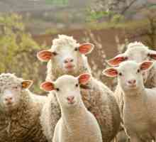 Най-добрата порода овце: снимка и описание, описание