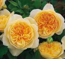 Най-добрите рози на Дейвид Остин: снимка, описание, ревюта