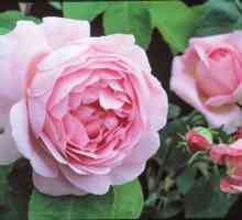 Най-добри рози Остин: снимка, разнообразие, описание