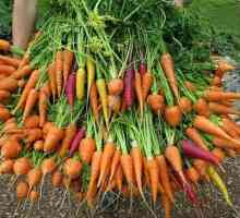 Най-добрите сортове моркови: преглед, описание и характеристики