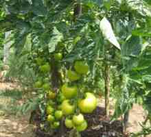 Най-добрите сортове домат за открита земя. Популярни сортове домати за открита земя