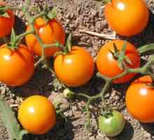 Най-добрият домати за Сибир: снимки и отзиви