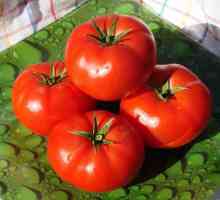 Най-добрите сортове домати за Сибир: преглед, описание, особености на отглеждането