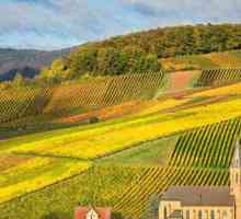 Най-добрите вина на Германия: класификация, характеристики и видове