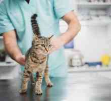 Най-добра храна за стерилизирани котки: рецензии на ветеринари за различни видове