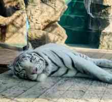 Най-добрият зоопарк в Анапа