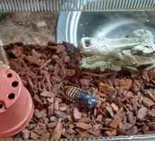 Мадагаскар хлебарка: снимка, съдържание у дома