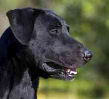 Майорка Shepherd Dog (Ca de Bestiar): описание на породата, характер