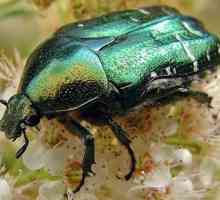 Може ли зелен бръмбар - невероятен красив мъж